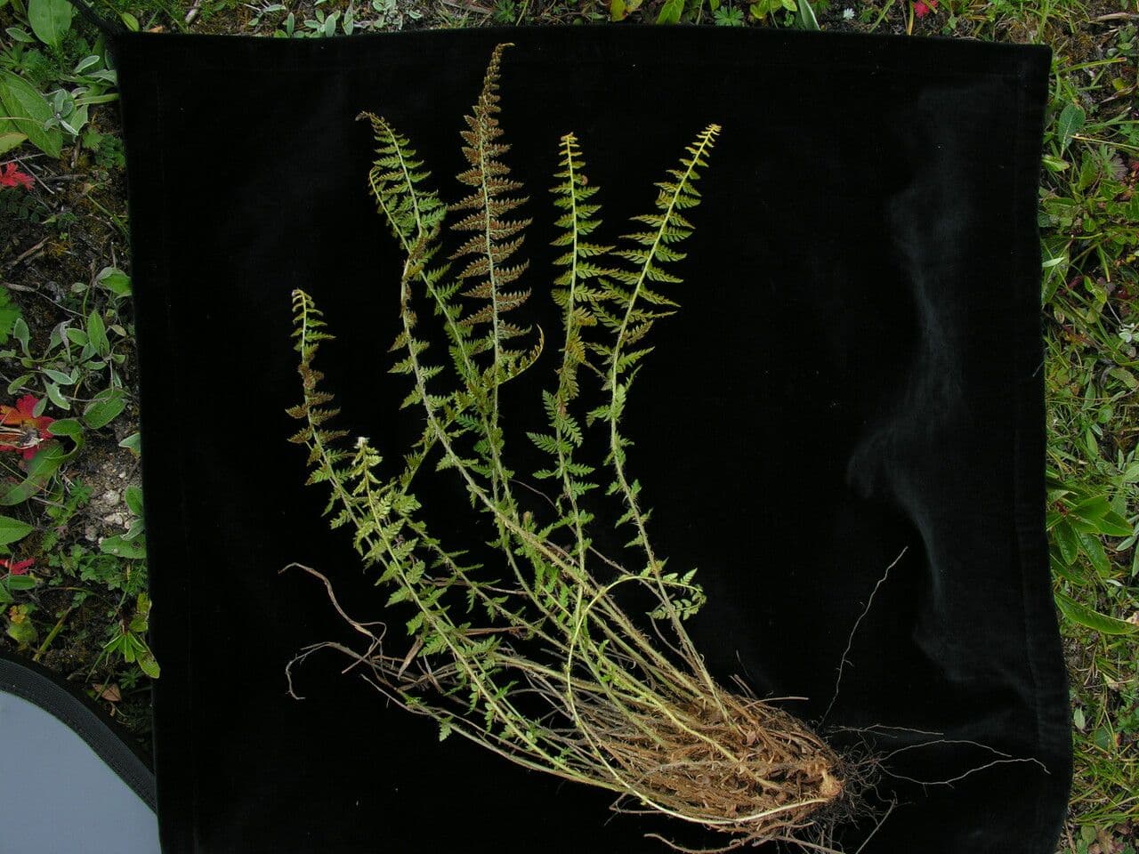 Polystichum