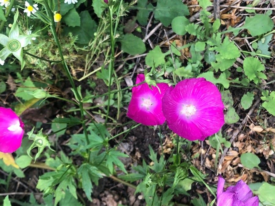 Callirhoe