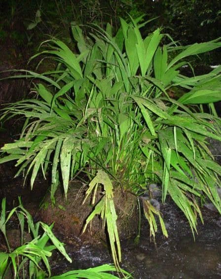 Dicranopygium 4