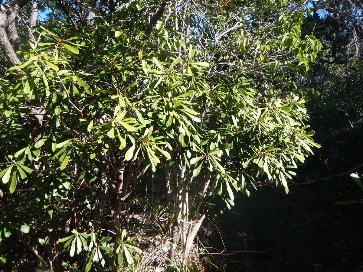 Codiaeum 7