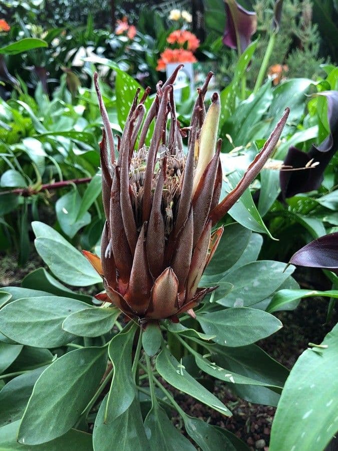 Protea carciofoide 10