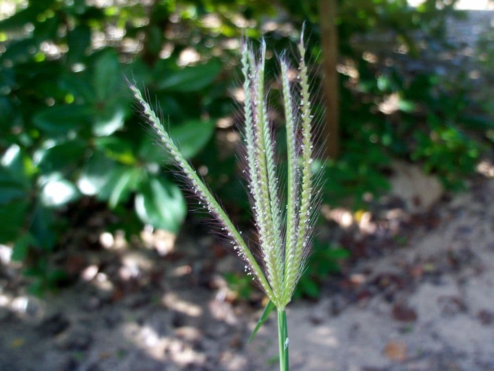Chloris barbata