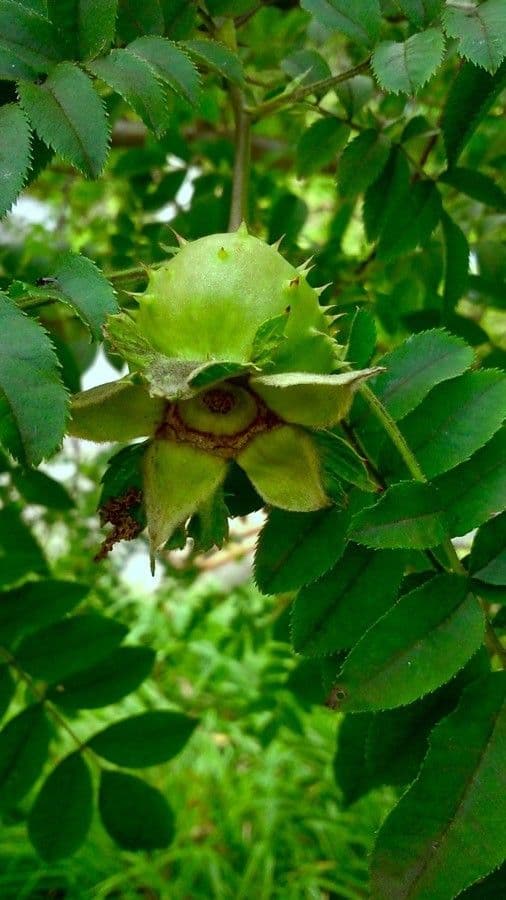 Apfel-Rose 2