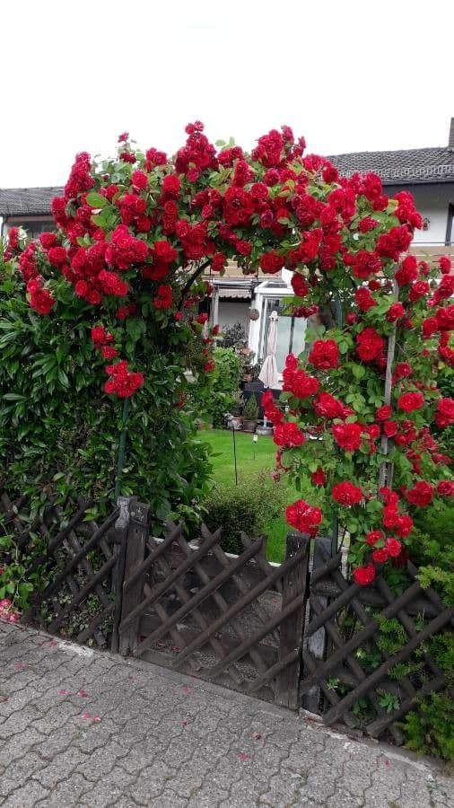 Rosa 15