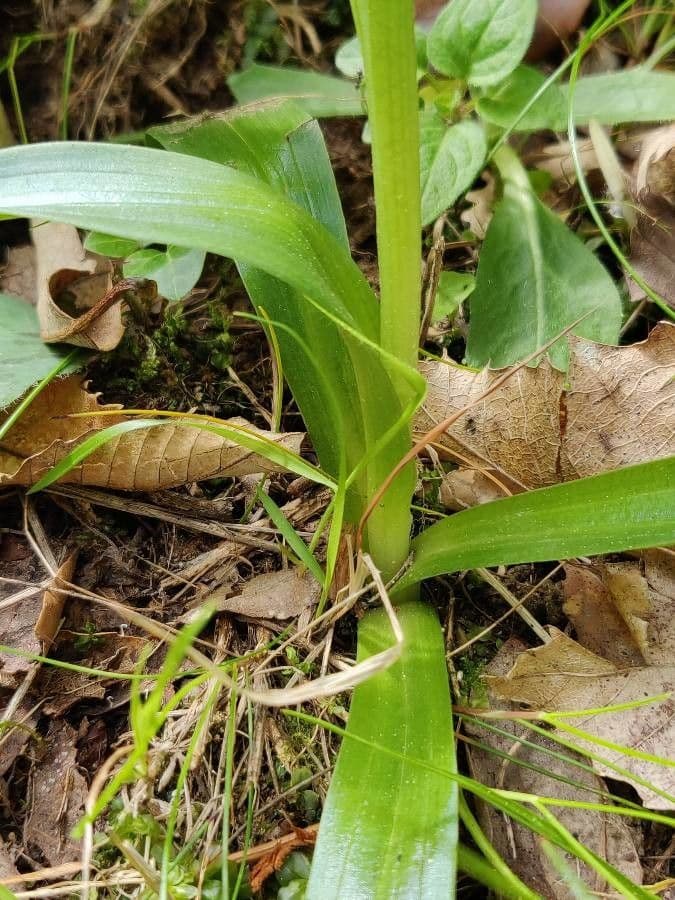 Stattliches Knabenkraut 26