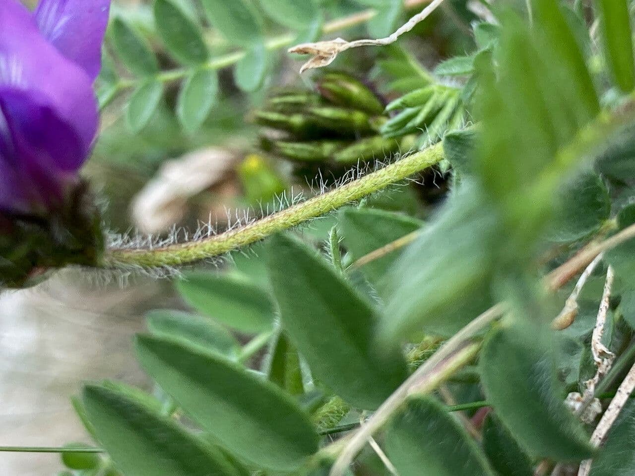 Oxitropis 20