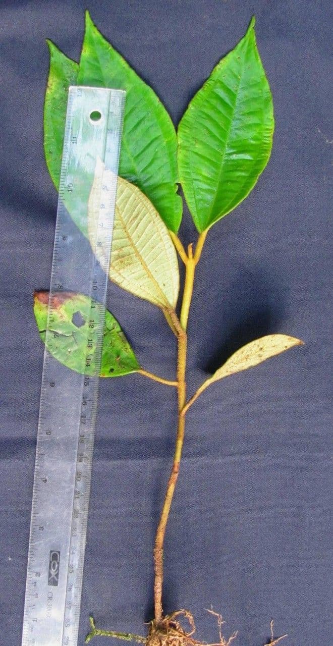 Miconia 8