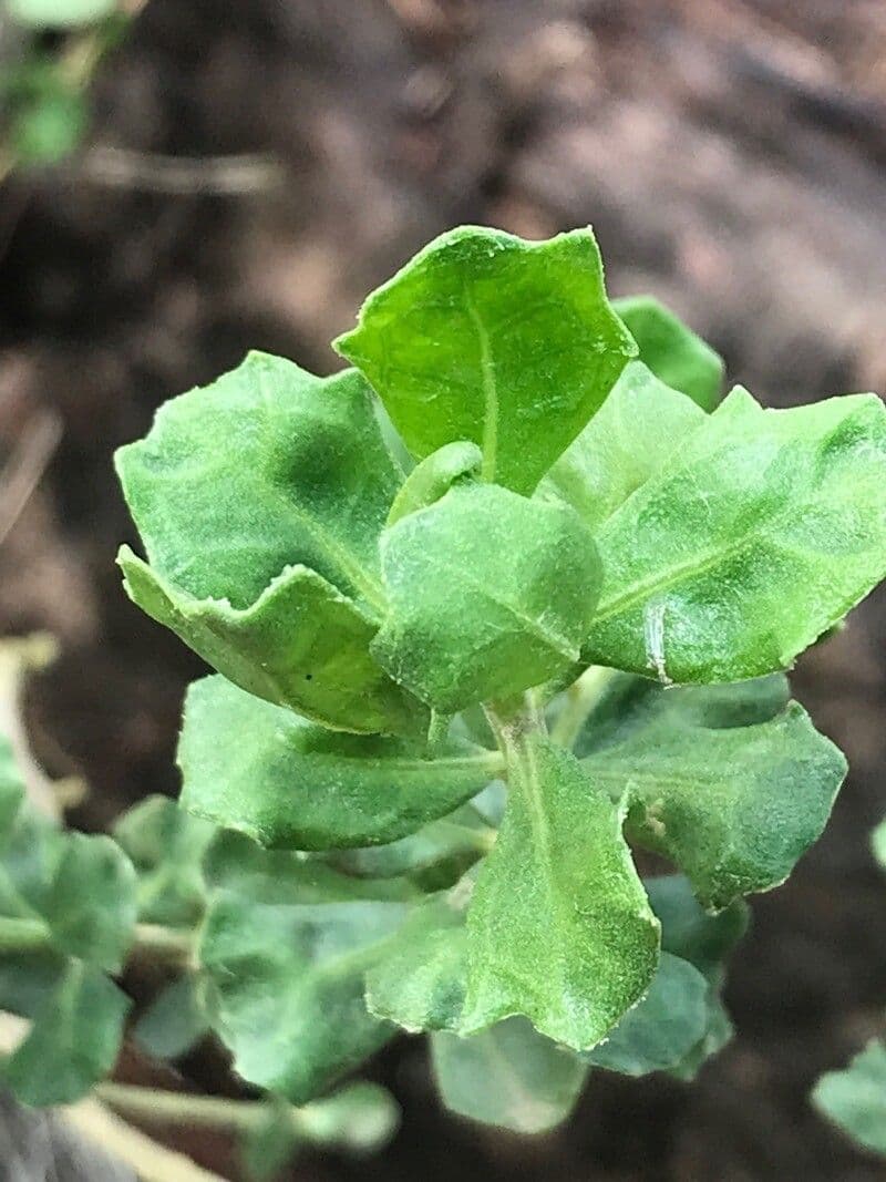 Baccharis