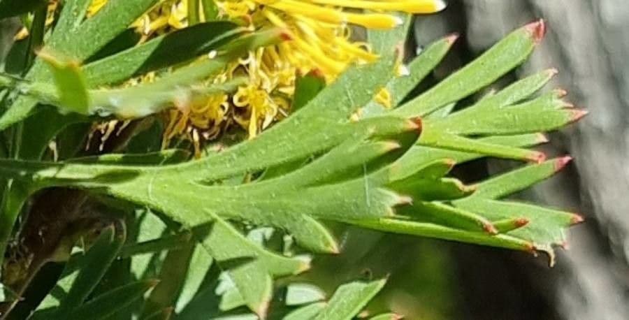 Isopogon anemonifolius 8