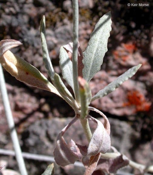 Eriogonum elongatum 13