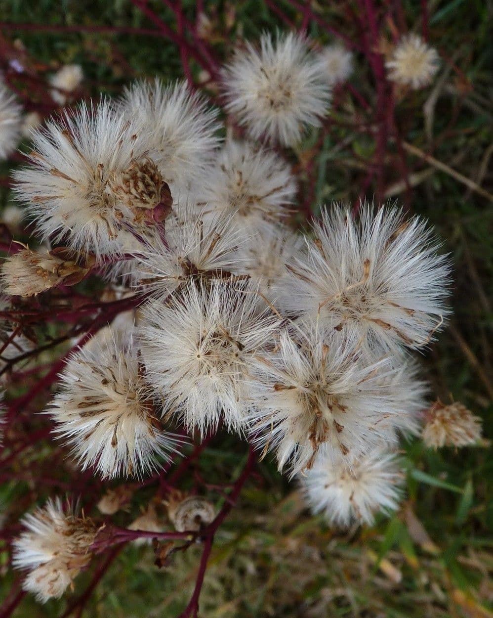Aster solny 2