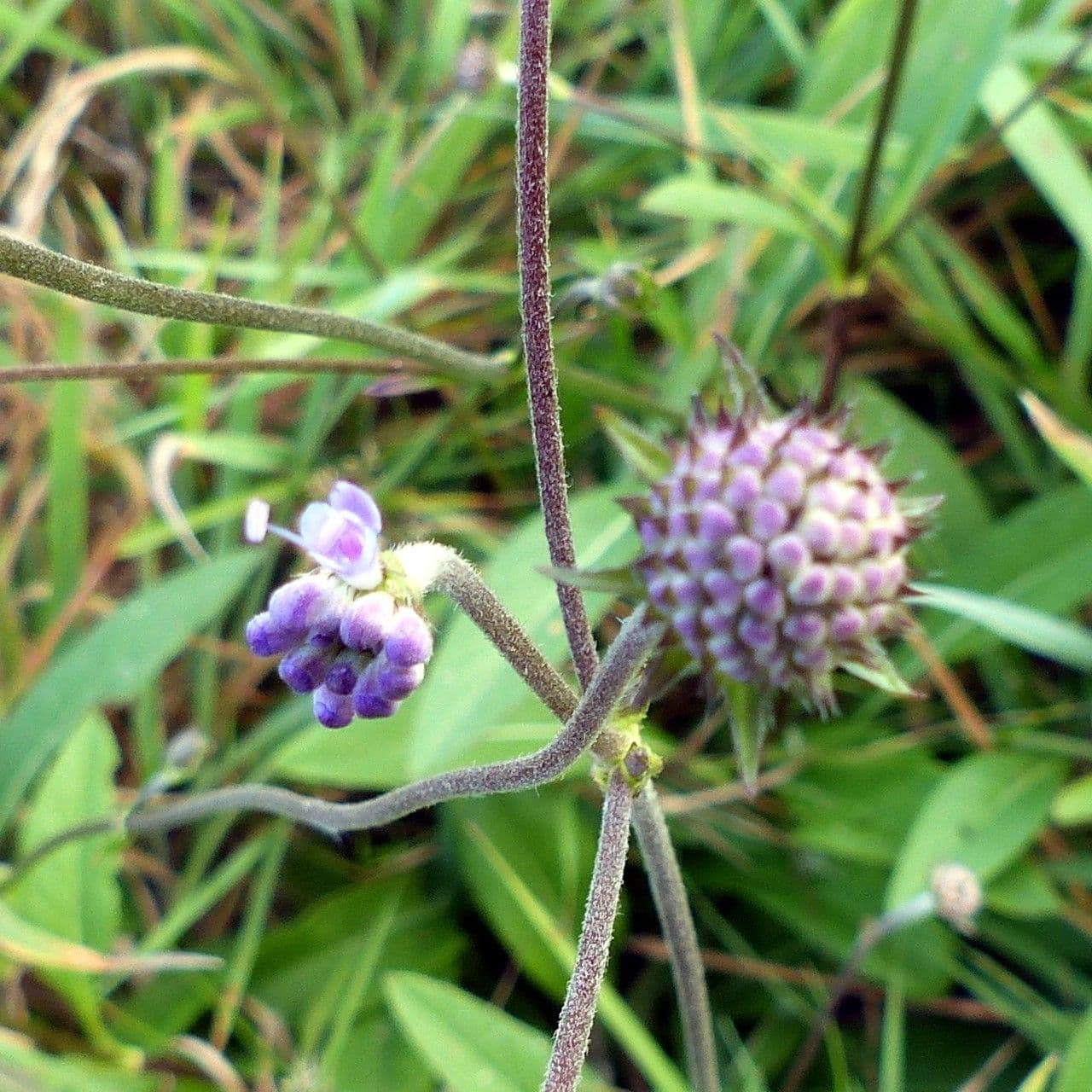 Succisa