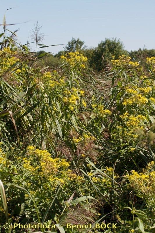 Senecio sarracenico 9