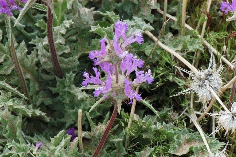 Salvia cardo 6