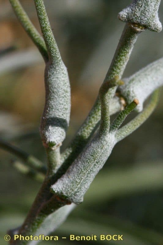 Parolinia 9