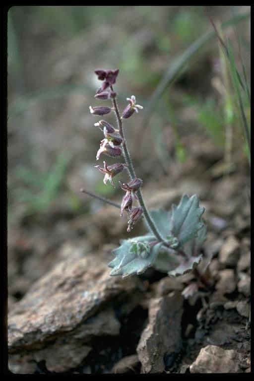 Streptanthus 10