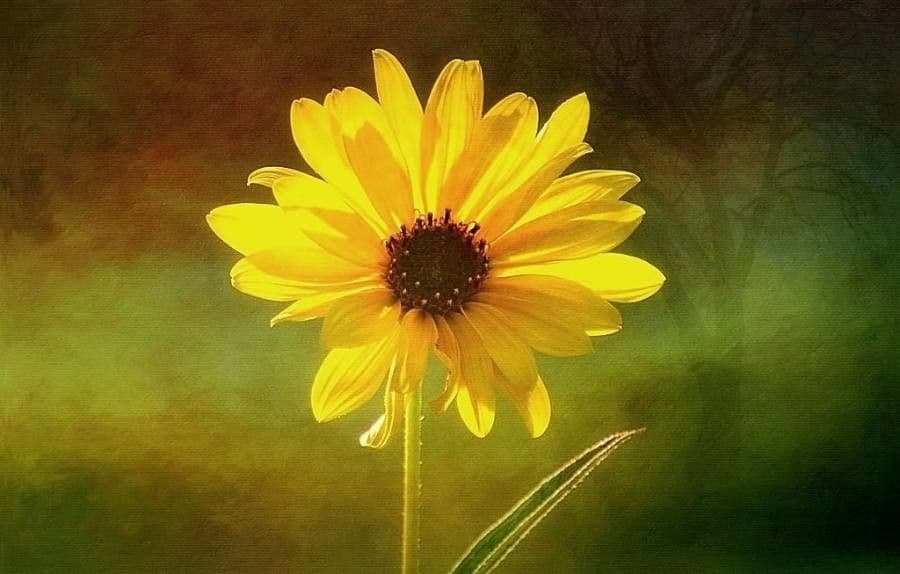 Girasole pauciflora 4
