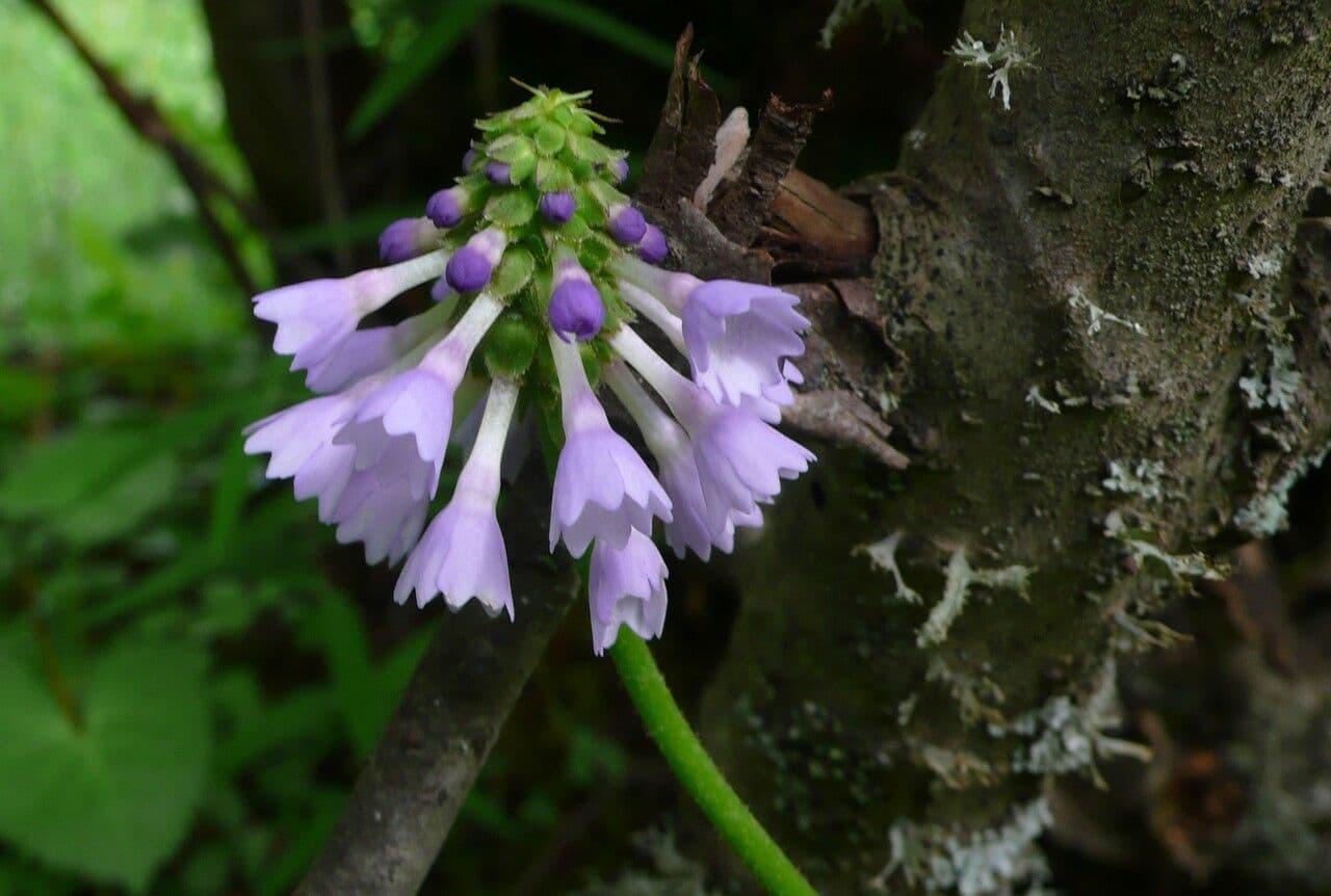 Primula