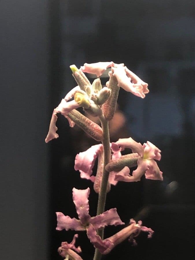Violaciocca fruticulosa 6