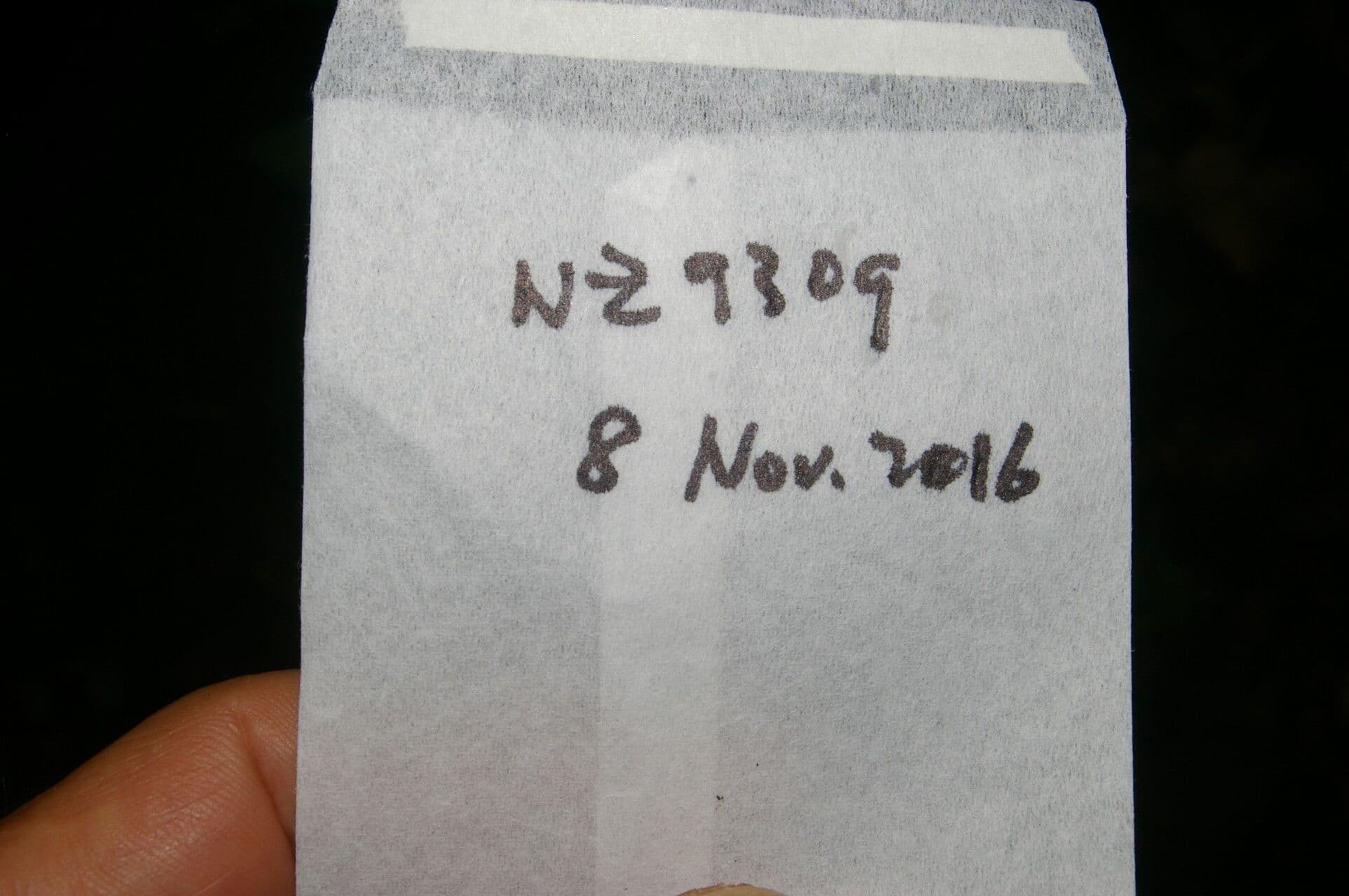 Notopleura 7
