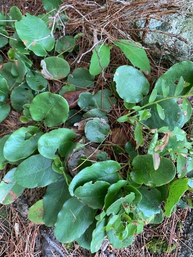 Epigaea repens 12