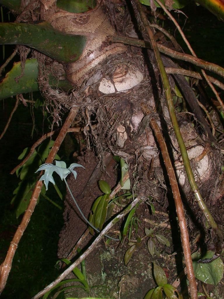 Philodendron 12