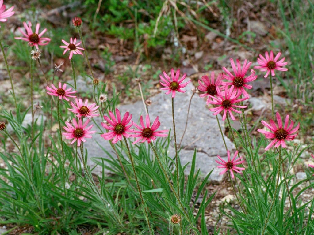 Echinacea del Tennessee 7