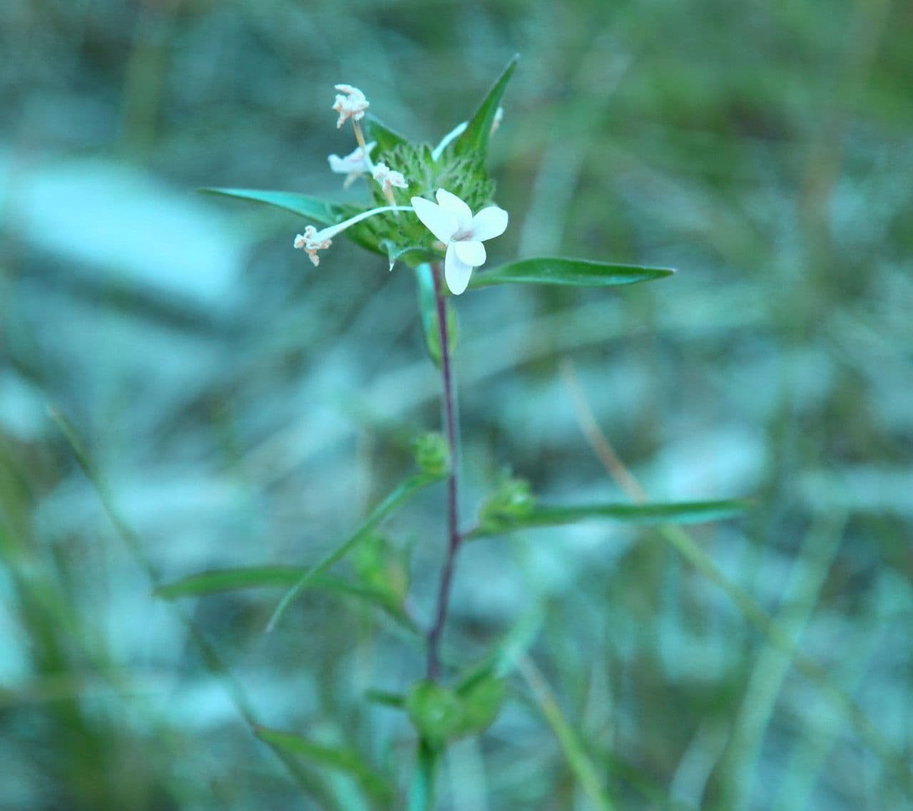 Collomia grandiflora 9