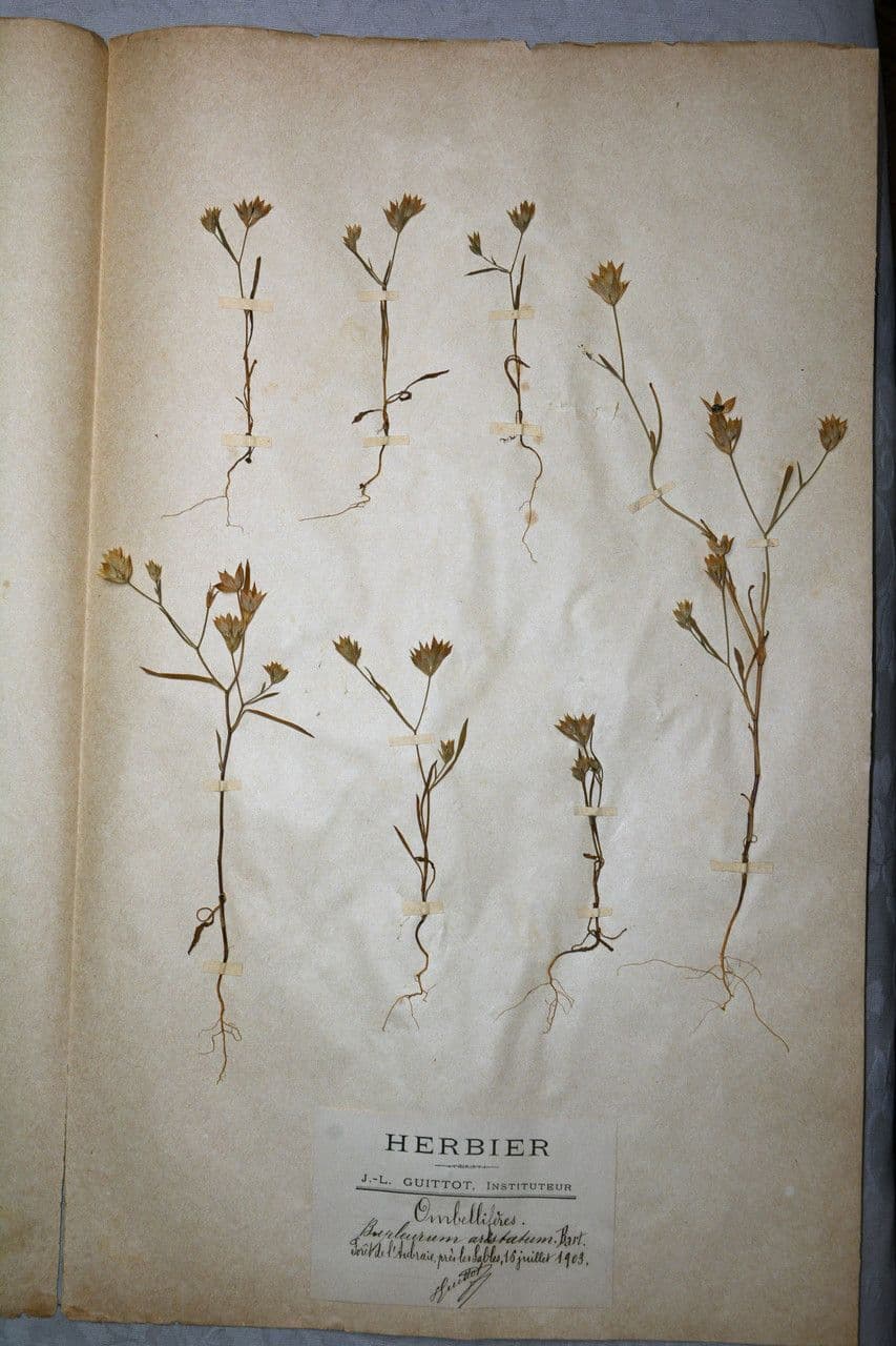 Bupleurum di Balden 22