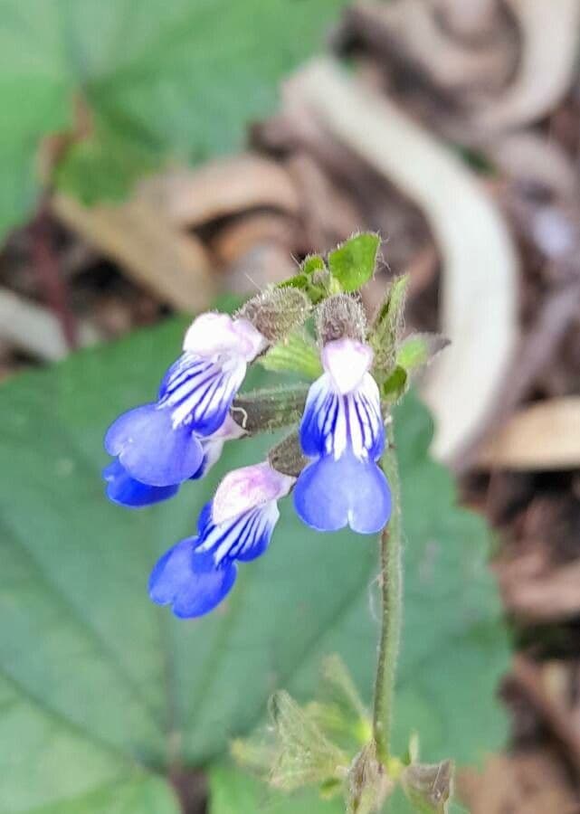 Salvia 5