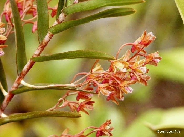 Dendrobium 2