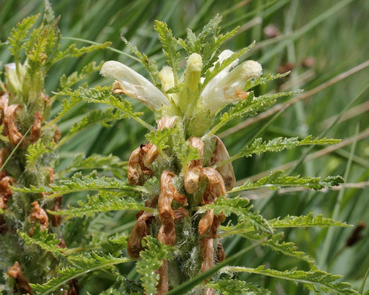 Pedicularis frondosa 28