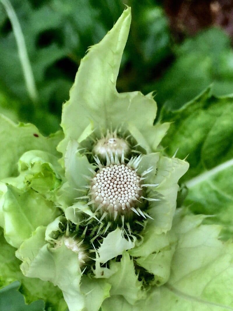 Kohldistel 26