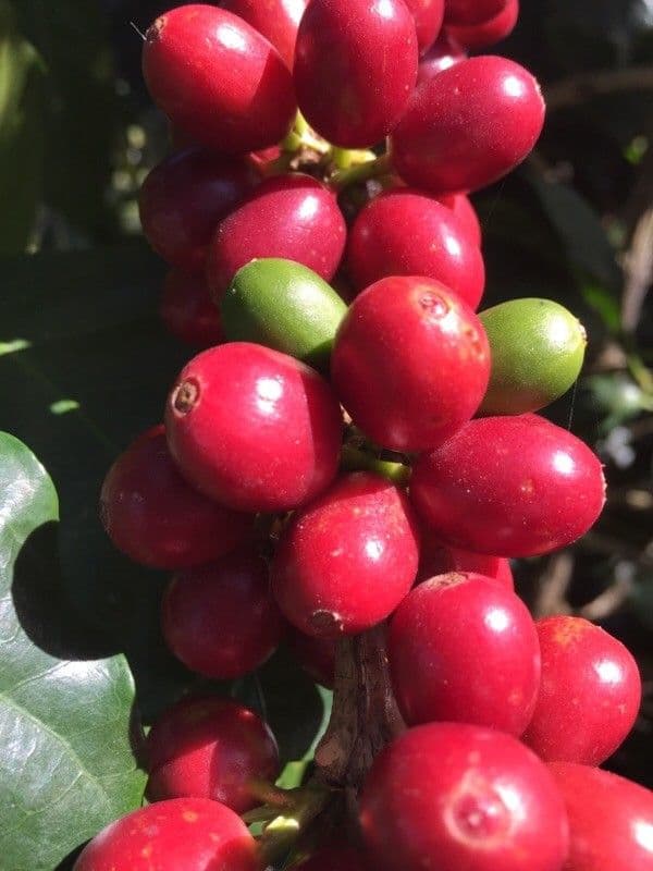 Caffè arabico 2