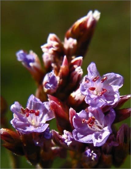 Limonium californicum 5