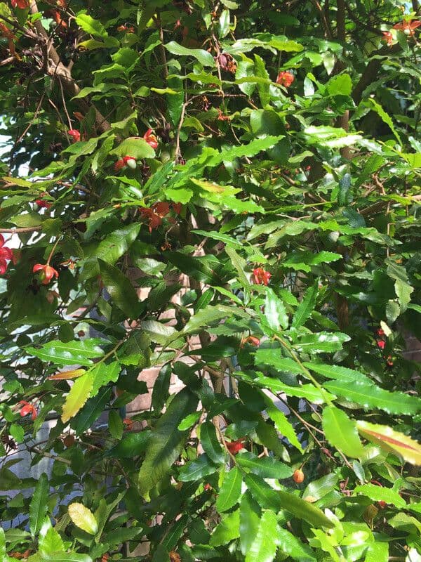 Ochna violacea 8