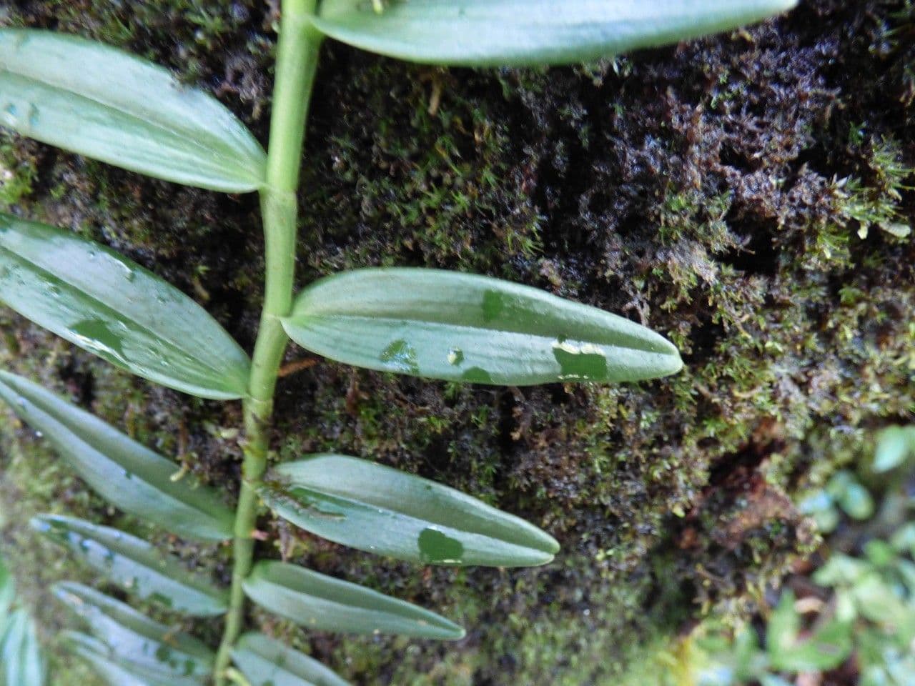 Angraecum 12