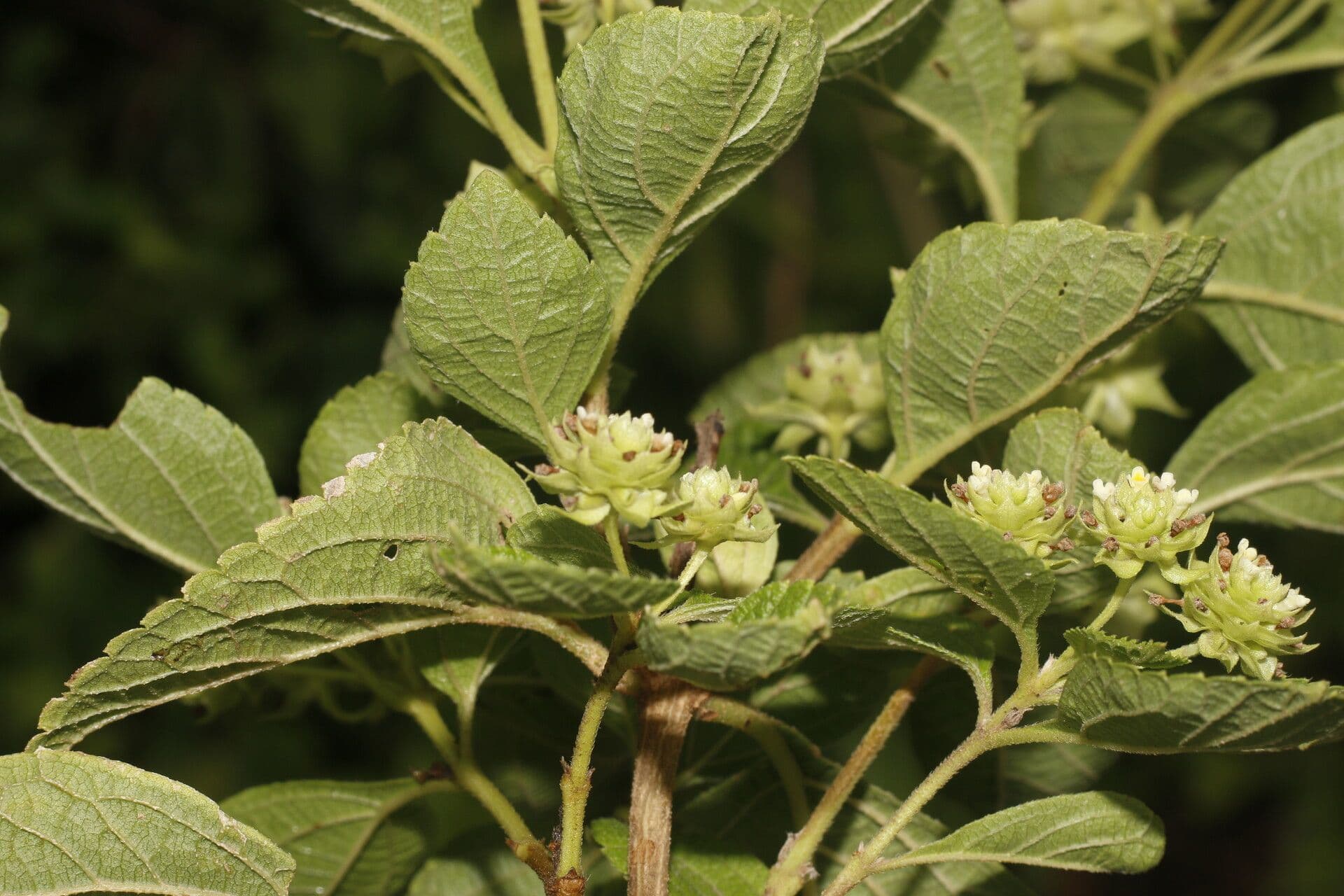 Lippia 2
