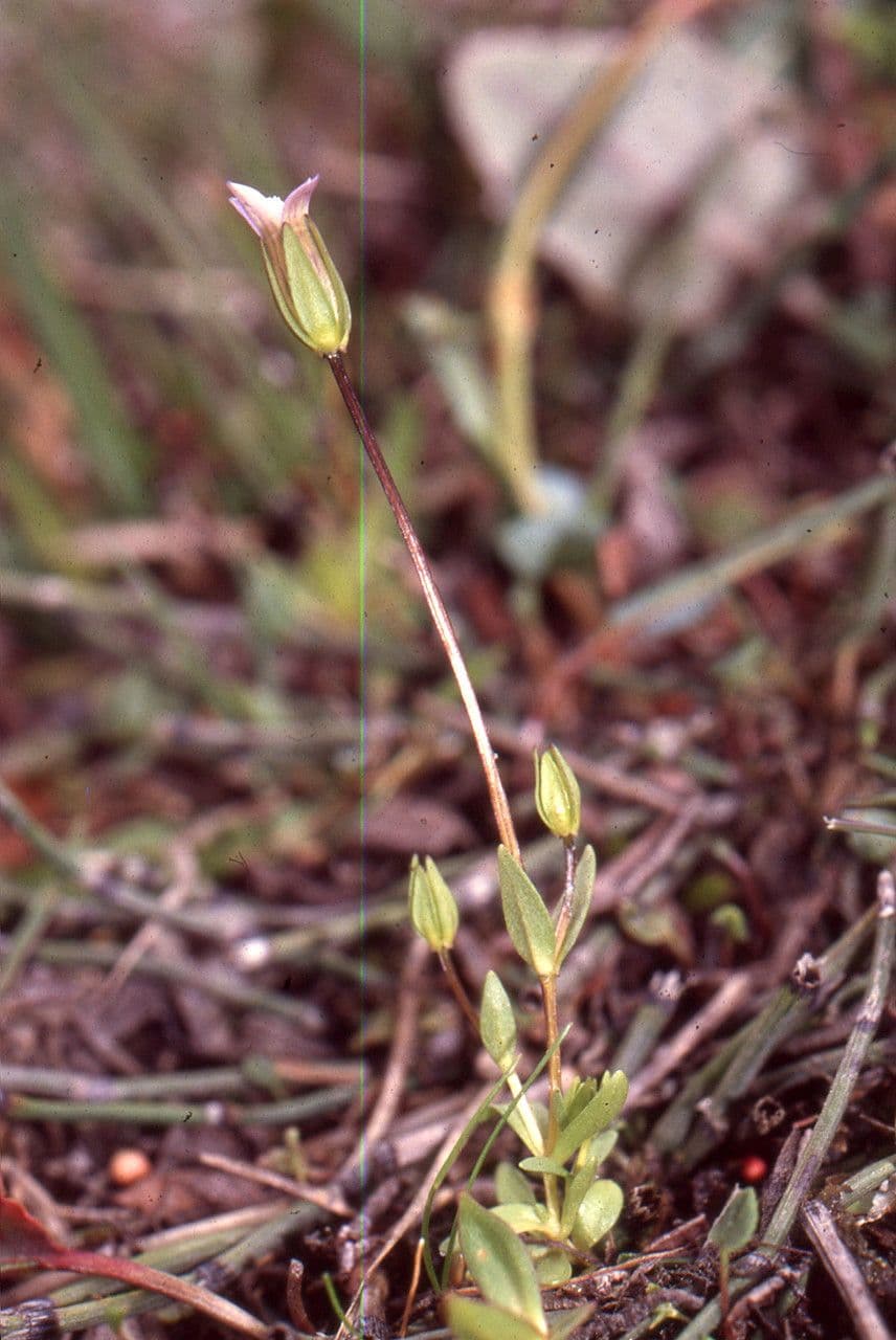Comastoma tenellum 14