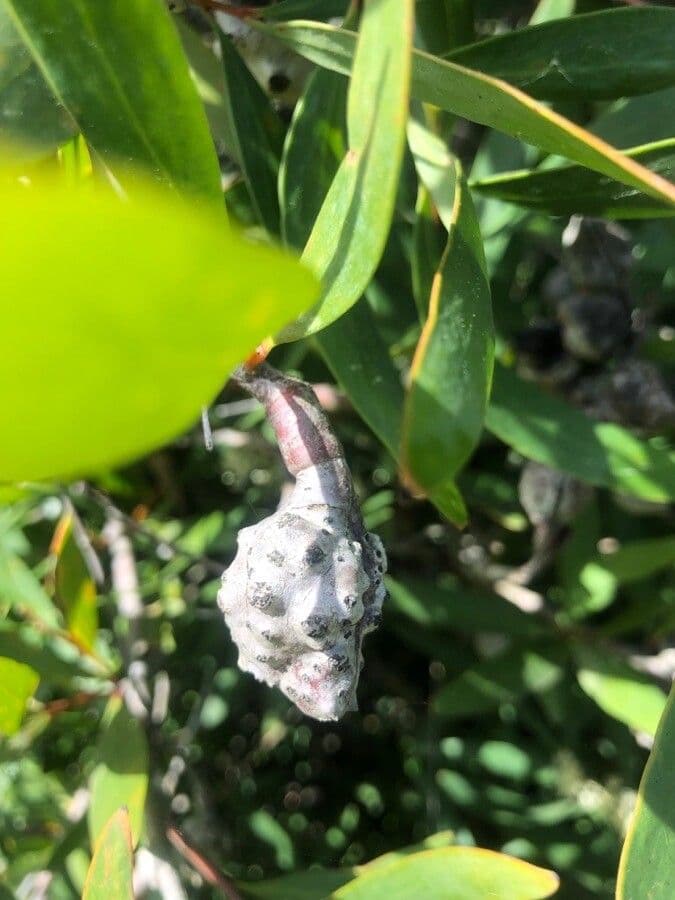 Weidenblättrige Hakea 4