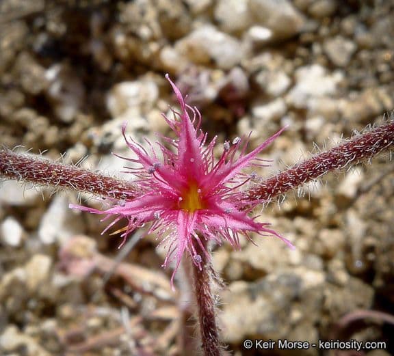 Chorizanthe 5