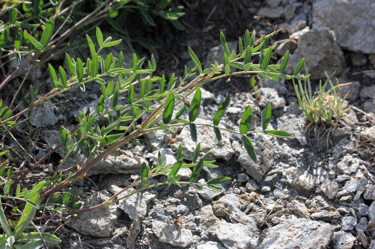 Astragalo austriaco 12