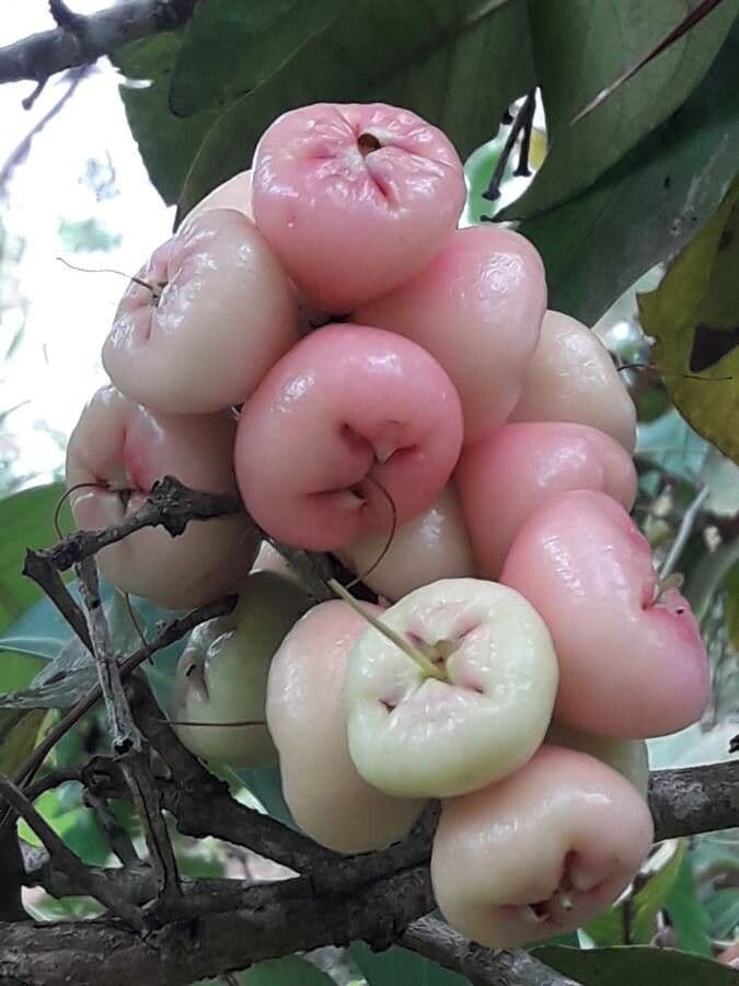 Pommier de Java 5