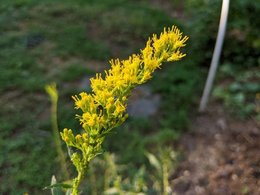 Solidago 6