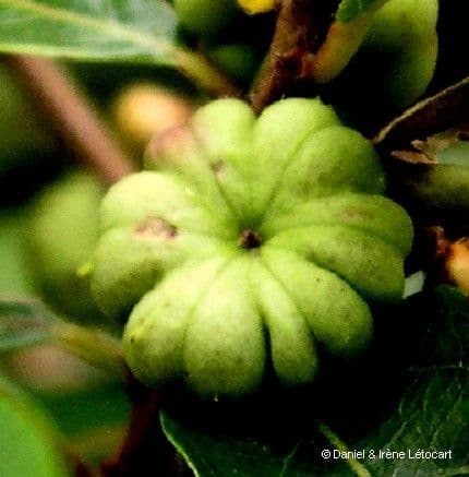 Phyllanthus 2