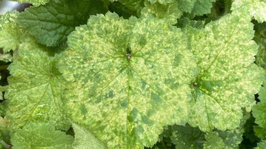 Tolmiea menziesii 4