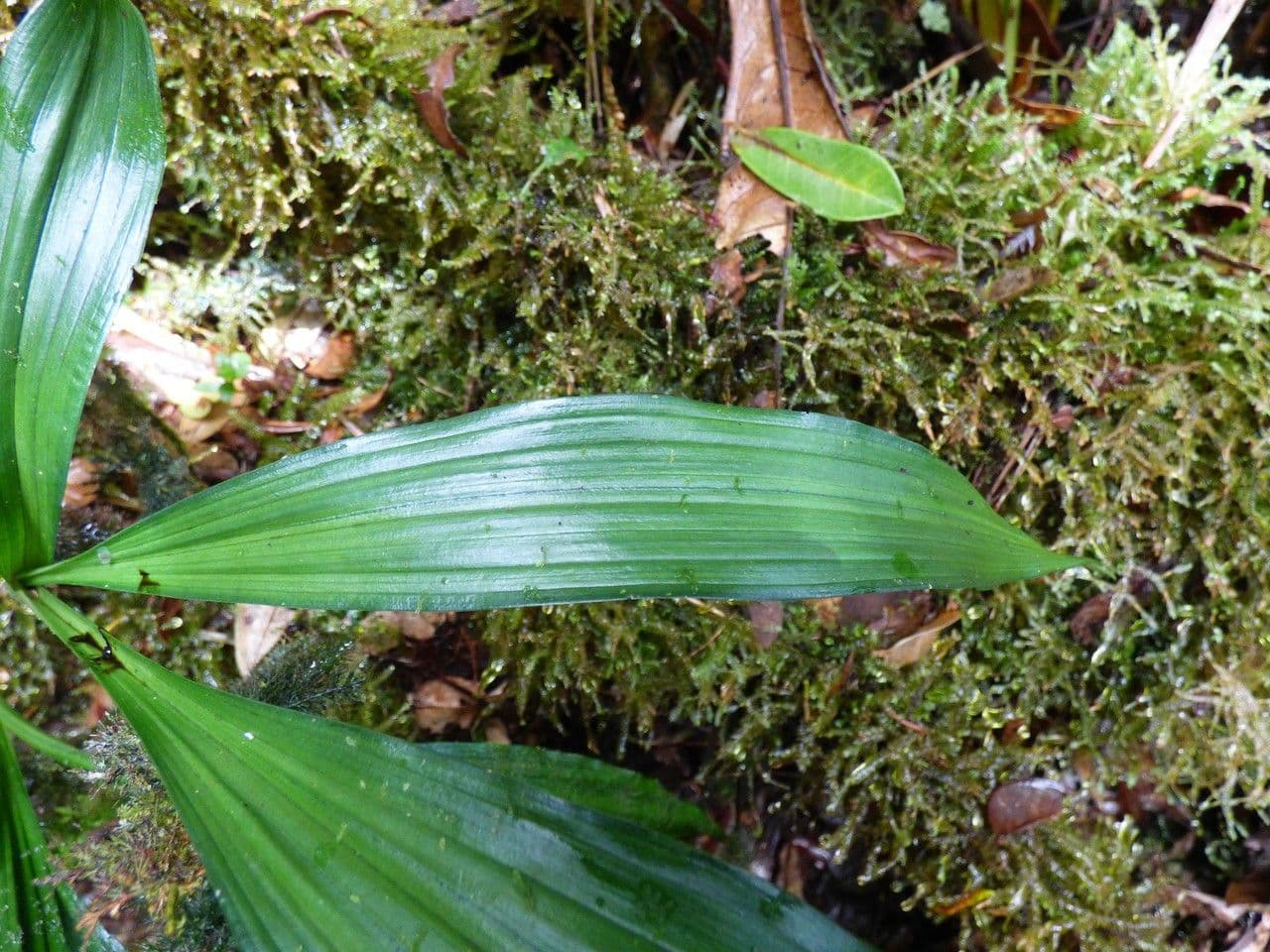 Schöner Phaius 15