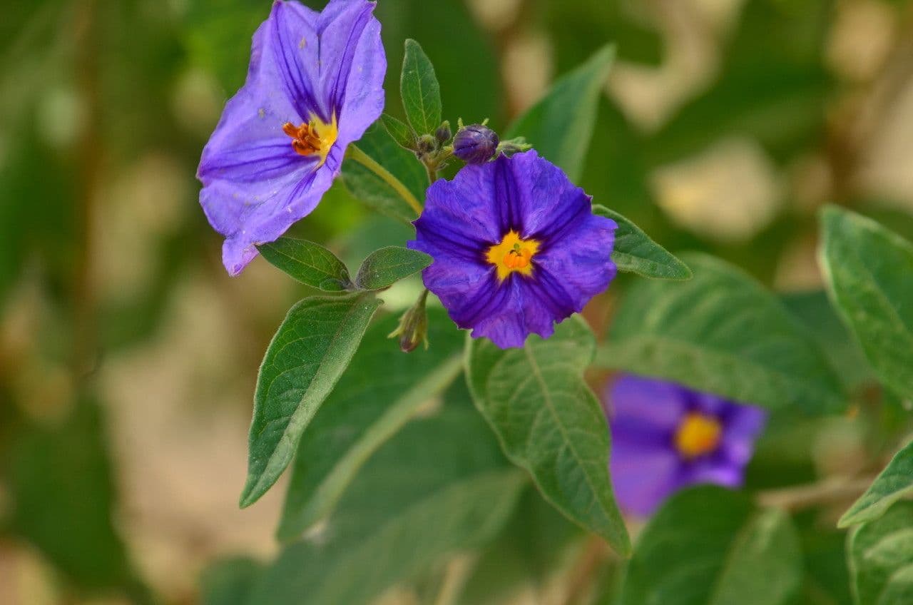 Lycianthes 5