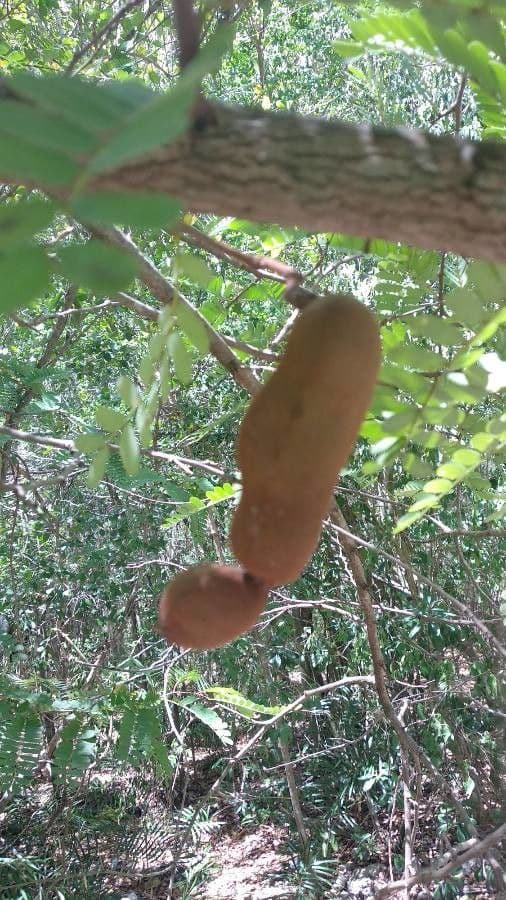 Tamarinde