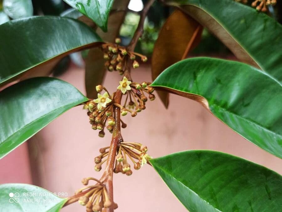 Chrysophyllum mexické